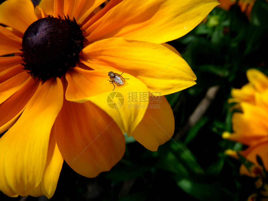 Rudbeckia鲜花昆虫花瓣植被植物群生长翅膀黄色野生动物漏洞花园园艺图片