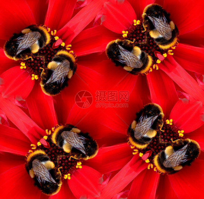 鲜花蜜蜂无缝模式植物植被翅膀野生动物植物群园艺红色熊蜂花园叶子图片