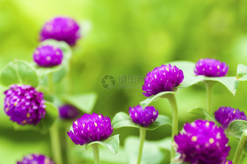 花园园微分芳香植物地球生长疗法植物学紫色野花纽扣图片