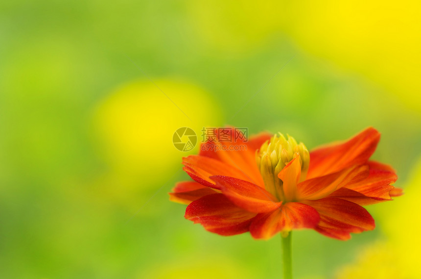 黛西场景植物香气雏菊种植园季节柔软度橙子植物群植物学图片