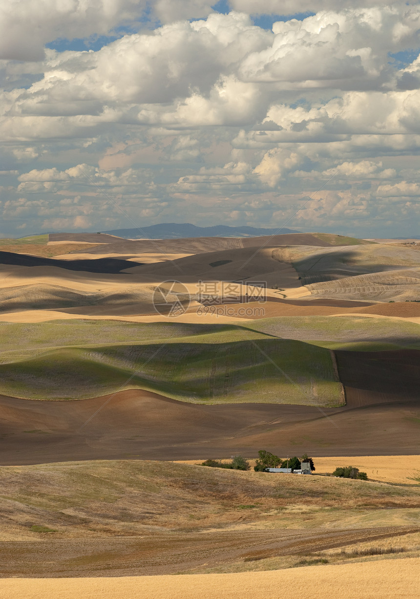美国华盛顿惠特曼县夏季山丘和云黄色小麦粮食乡村风景季节农业丘陵农田农场图片