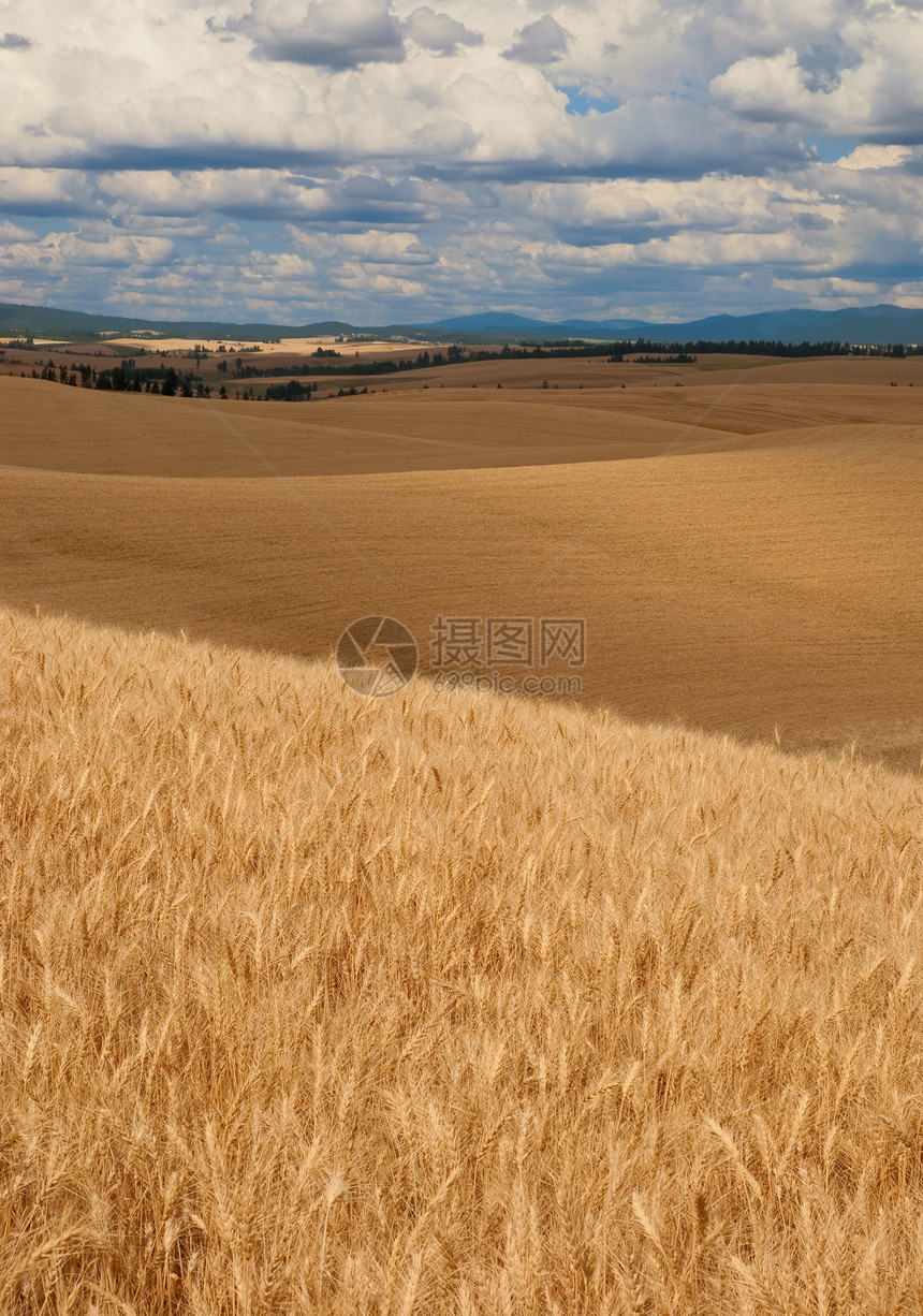 美国爱达荷州拉塔县特洛伊附近的小麦田和云图片