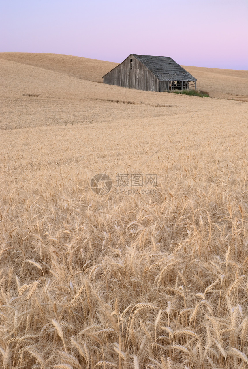 美国华盛顿惠特曼县黄昏的旧谷仓和小麦田图片