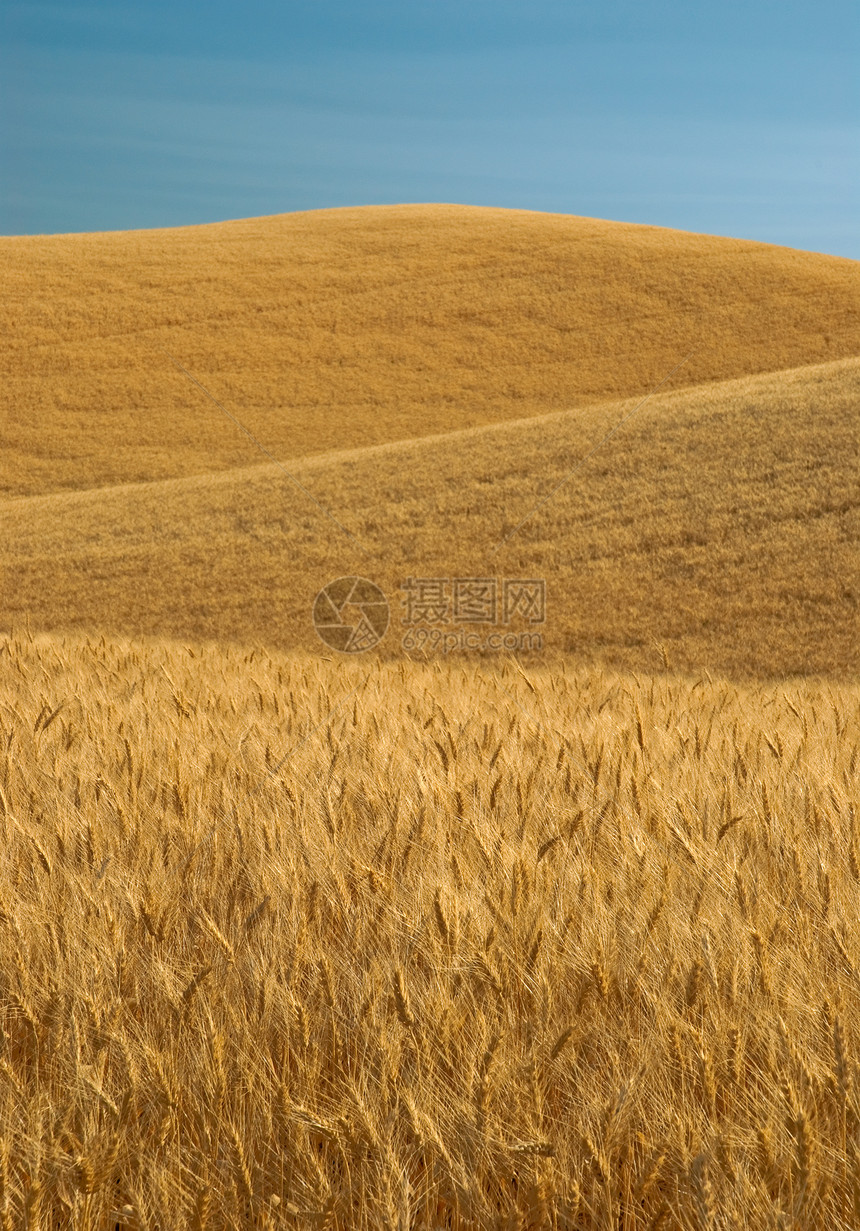 金麦田和蓝天空 美国华盛顿惠特曼郡惠特曼县农村农业农场粮食蓝色农田丘陵乡村场地小麦图片
