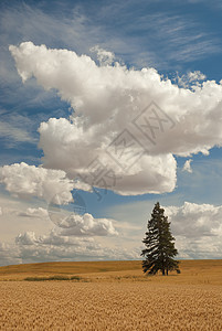 美国爱达荷州Latah县小麦田 独雪和云高清图片