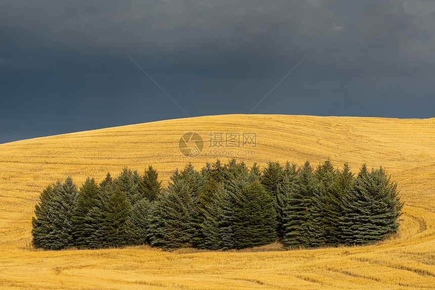 美国华盛顿惠特曼州惠特曼县斯普鲁采树 收获的小麦和乌云图片