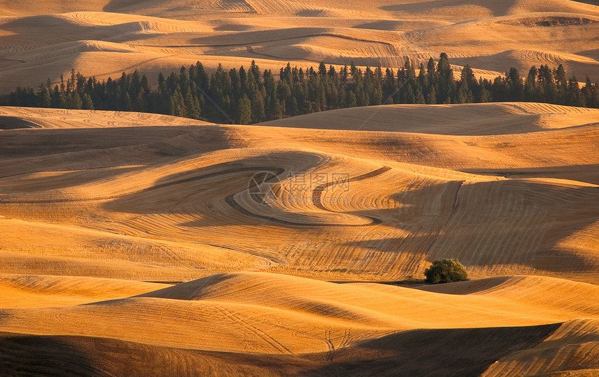 美国华盛顿惠特曼县收割小麦田和松树的滚动山丘图片