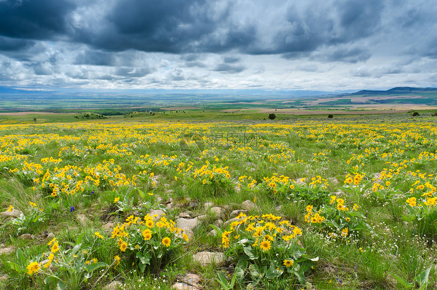 遥远的农田和云地 加拉廷县 美国蒙大拿州季节性生长草地丘陵场地季节植物风景智者农村图片