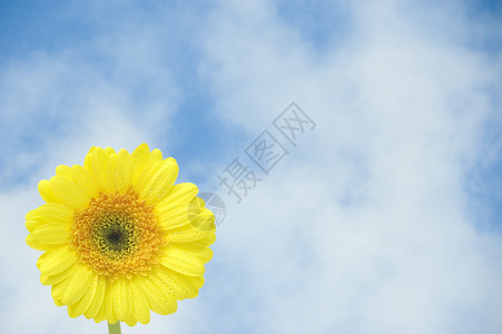 蓝色雏菊蓝色天空下黄色的花朵背景