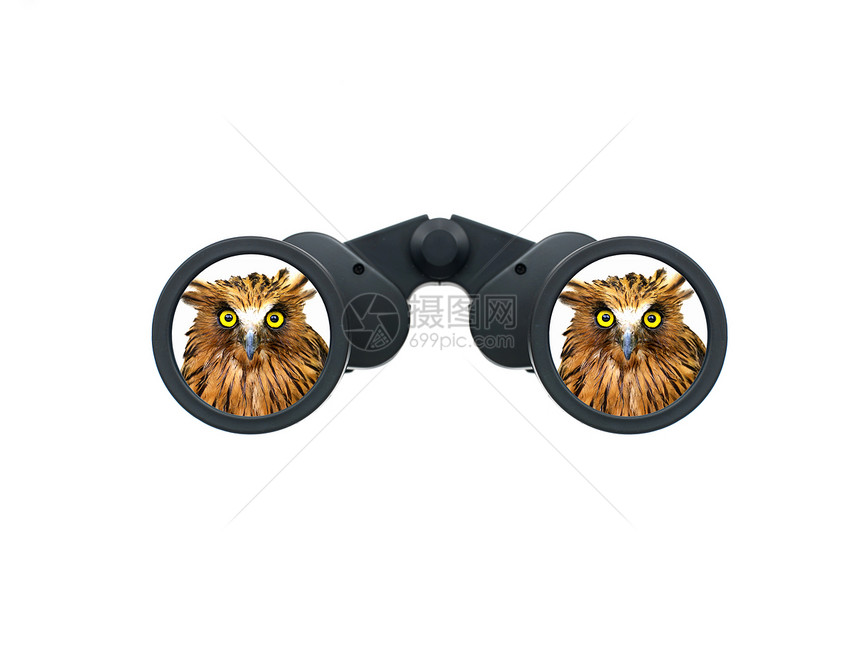 望远镜猫头鹰光学动物玻璃监视金属镜片定位白色间谍图片