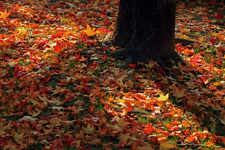 秋季黄色游戏橙子阳光季节植物红色花园森林棕色图片