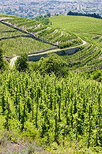 特级黑珍珠葡萄法国栽培农业作物种植酒业种植者省厅生产藤蔓农村背景