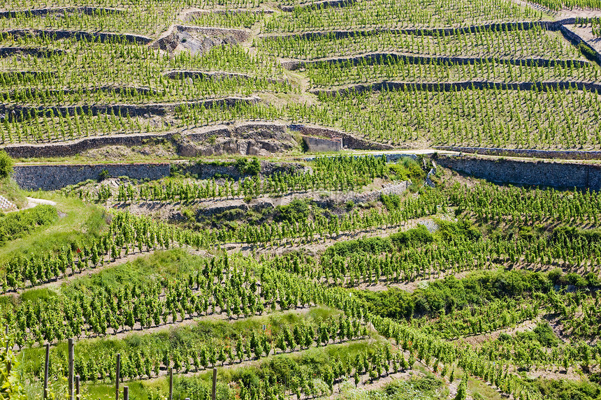 法国国家酒业培育背景种植者农业外观农场生长作物图片