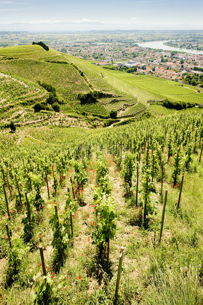 法国旅行作物藤蔓生产种植者生长培育酒业植物农业图片