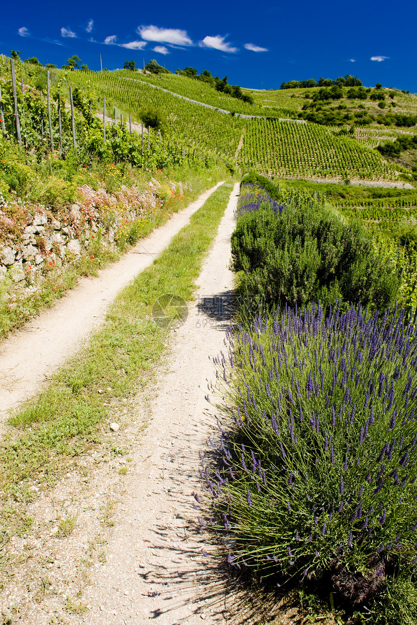 法国世界风景生产栽培葡萄园葡萄生长种植者培育作物图片