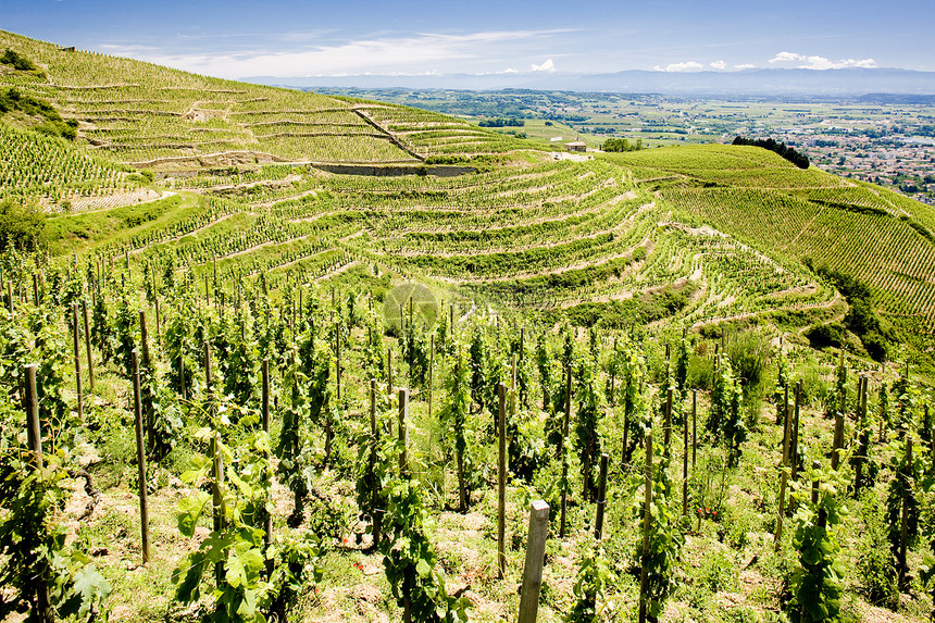 法国农村生长藤蔓葡萄园外观栽培作物酒业生产植物图片