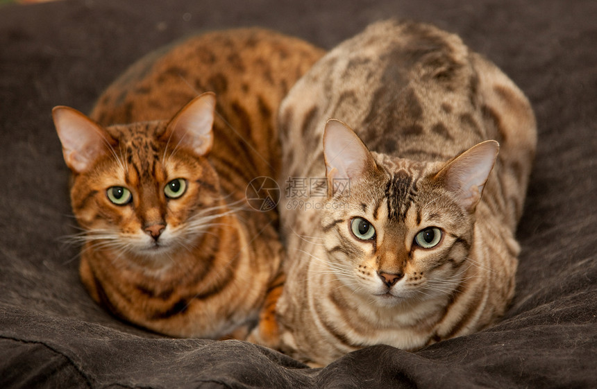 在座位上对等小猫虎斑猫咪尾巴动物宠物哺乳动物猫科动物图片