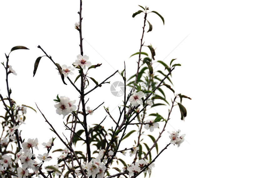 杏仁树花花植物学宏观枝条花序植物叶子树枝生长花朵生活图片