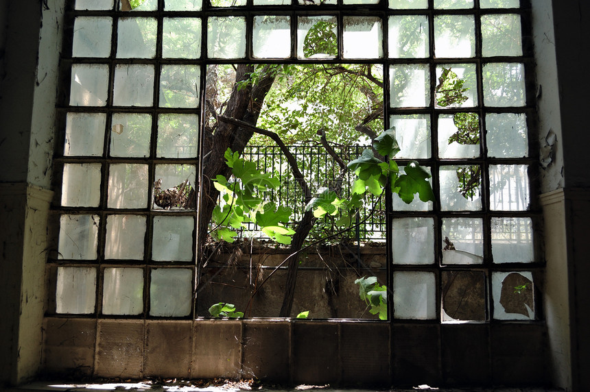 窗口树窗户建筑玻璃生长金属时间碎片阳光剥皮衰变图片