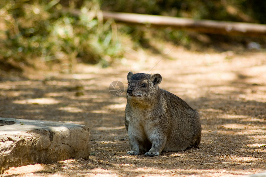 Rock Hyrax(大马士革) - 3图片