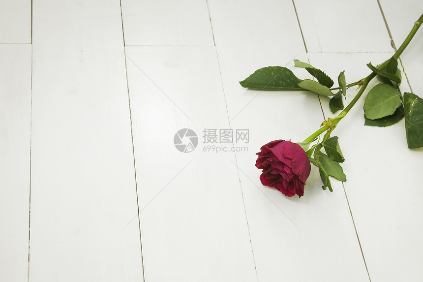 白色木制地板上的单红玫瑰浪漫空间花瓣类型水平摄影图片