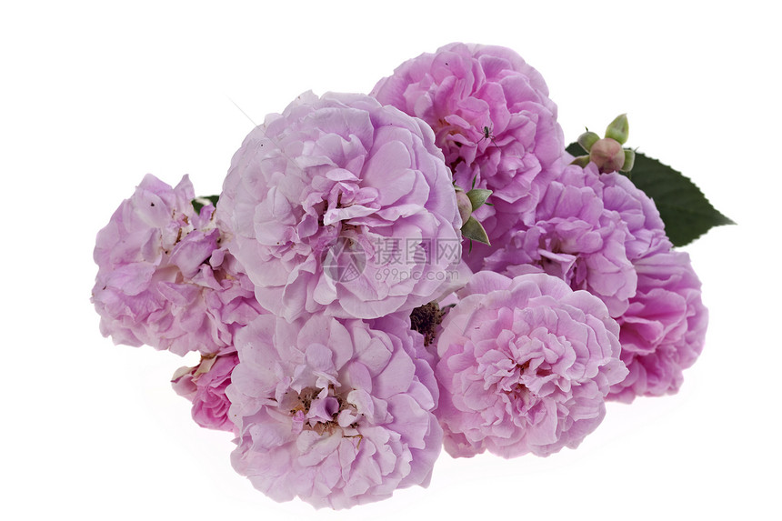 白色背景上的粉红玫瑰被孤立植物群花束花瓣粉色植物香味图片