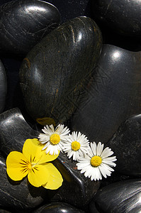 黑石上花菊花黑色按摩叶子白色鹅卵石碎石调解生活治疗洗澡背景图片