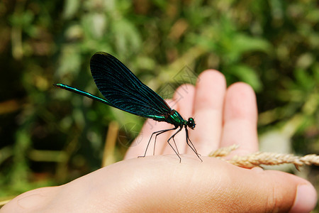 龙昆虫蓝色翅膀棕榈背景图片