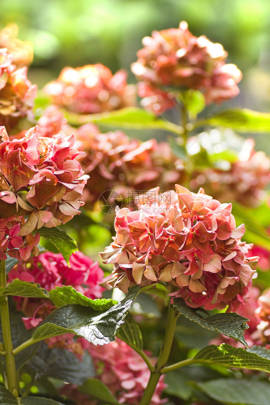 秋天的Hydrangea或hortensia花朵图片