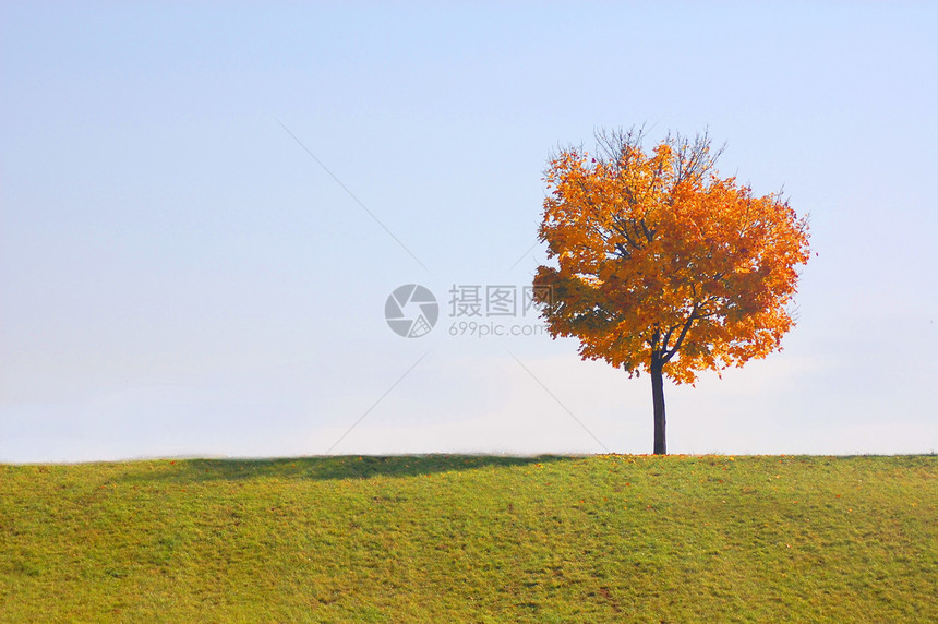 秋天的树草地植物公园树叶树木木头农村草原橙子叶子图片