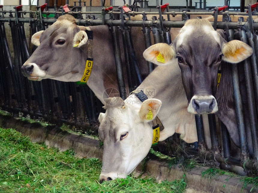 三头奶牛在牛棚里图片