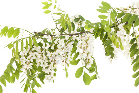 acacia 亚卡西亚花序植物群白色叶子植物背景图片