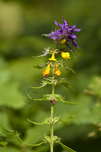黄牛紫色性质黄色绿色植物植物背景宏观野花背景图片