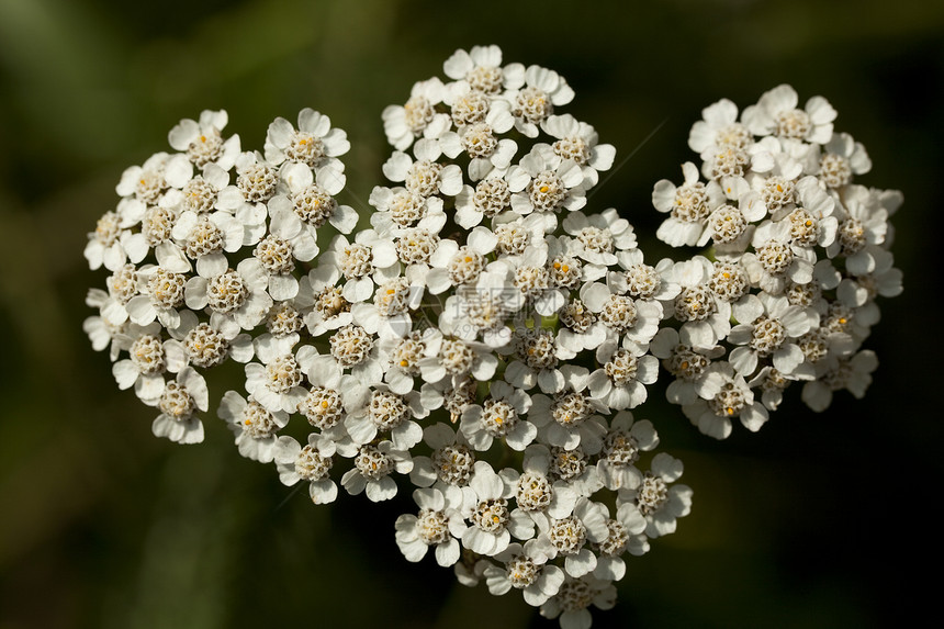 兆基油性质花瓣植物背景米箔草本植物白色西洋花序野花图片