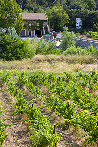 法国罗日伦朗古多克卢西隆葡萄园农业世界酒业栽培位置种植葡萄藤蔓葡萄园外观背景图片