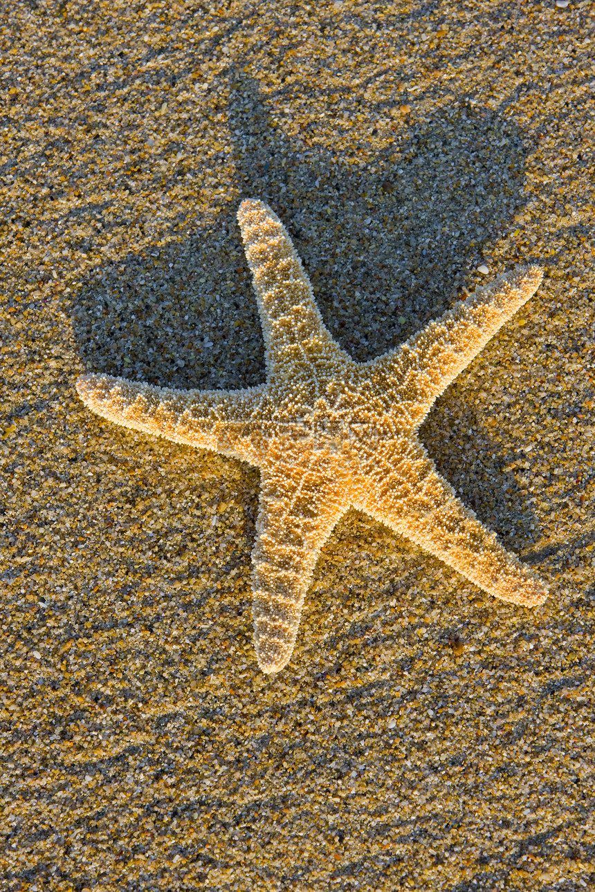 沙中海星海滩动物海星动物群静物外观图片