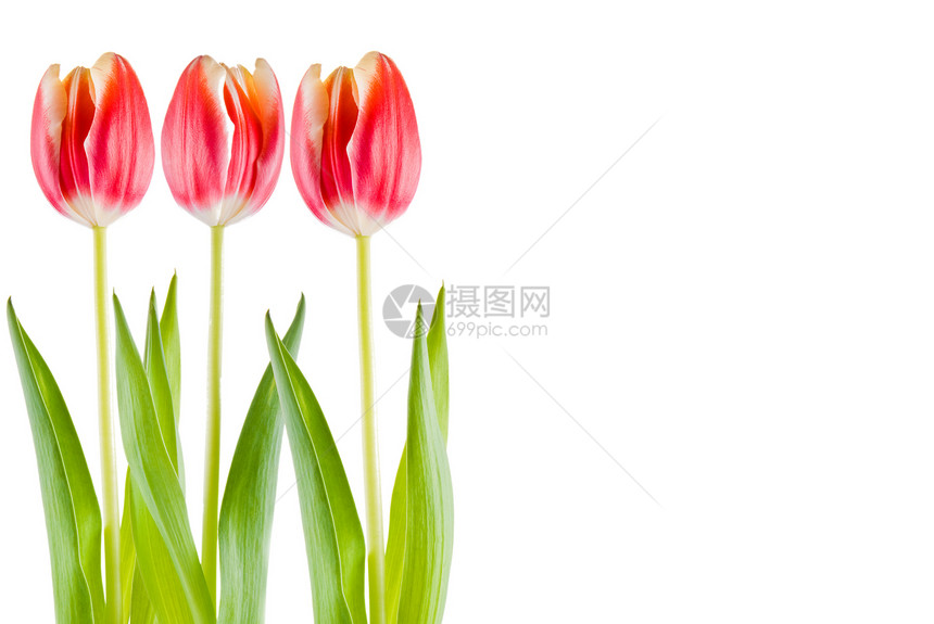 图利页植物群外邦郁金香花瓣红色装饰花店惊喜花粉白色图片