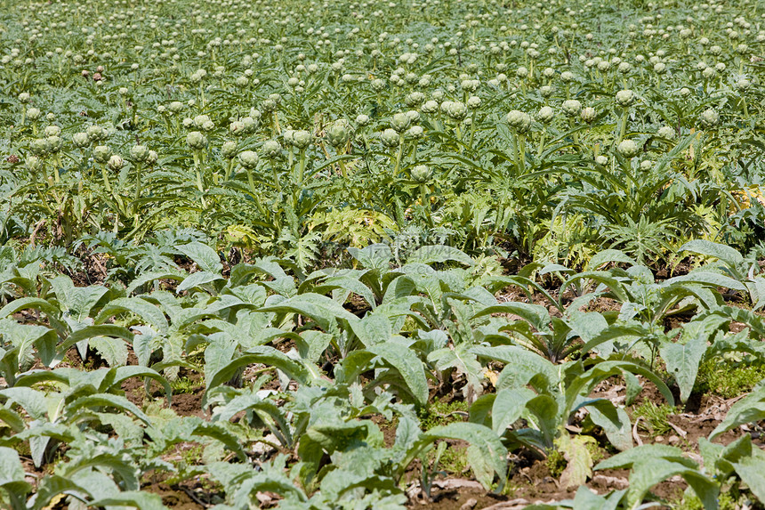 法国布列塔尼 阿提科克地区蔬菜农场幼苗植物群收成外观农业农作物栽培国家图片