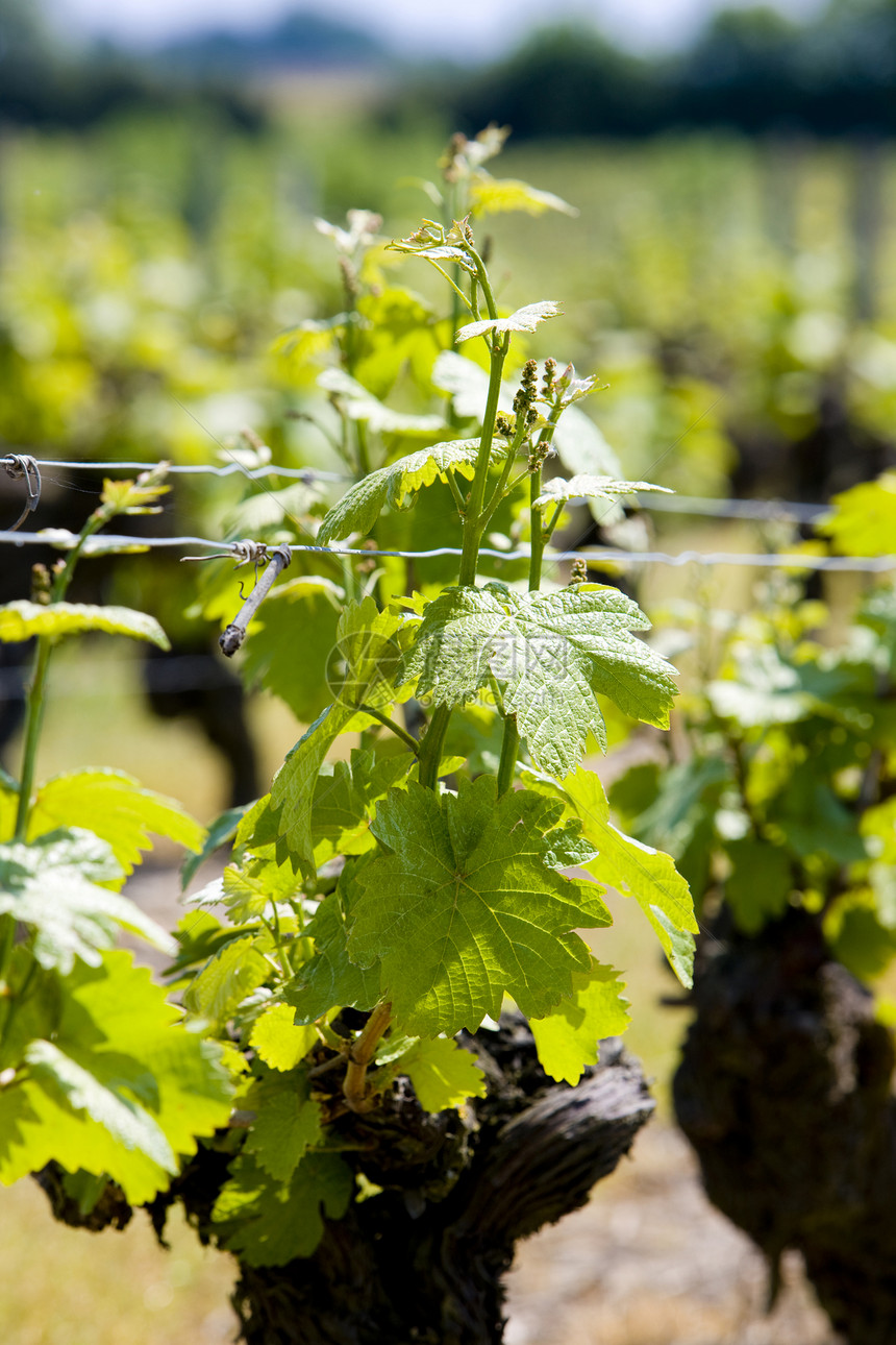法国卢瓦尔谷葡萄园植物群生长作物植物学农村栽培葡萄培育葡萄园种植者图片