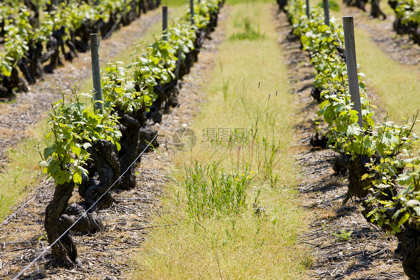 法国卢瓦尔谷葡萄园植物培育外观植物群葡萄园葡萄栽培植被酒业种植者图片
