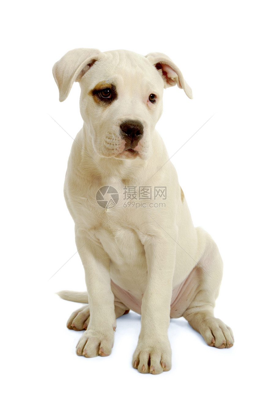 白小白狗白色宠物犬类斗牛犬肌肉血统监护人工作室哺乳动物生物图片
