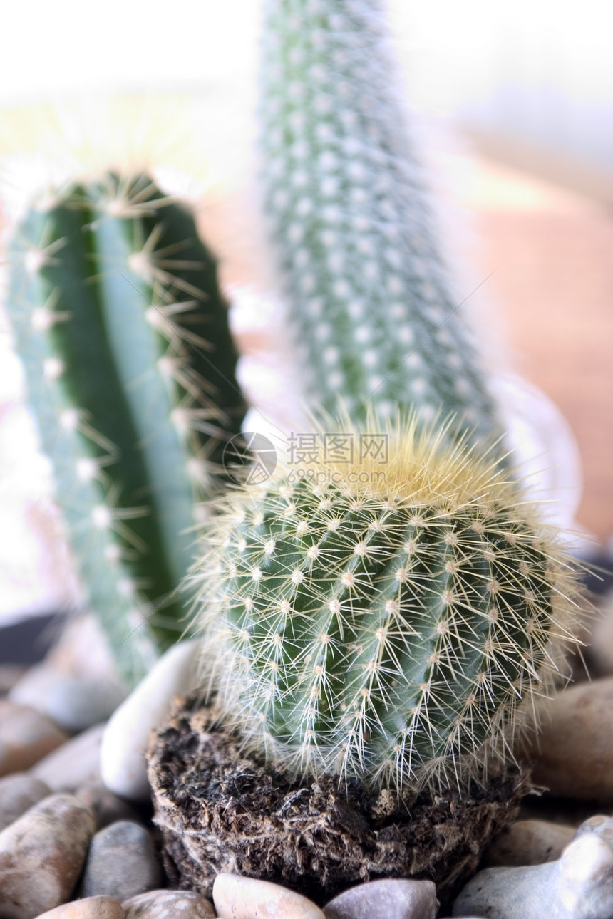 仙地绿色荆棘植物图片