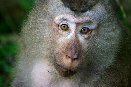 Macaque 猴子动物眼睛情感哺乳动物灵长类背景图片