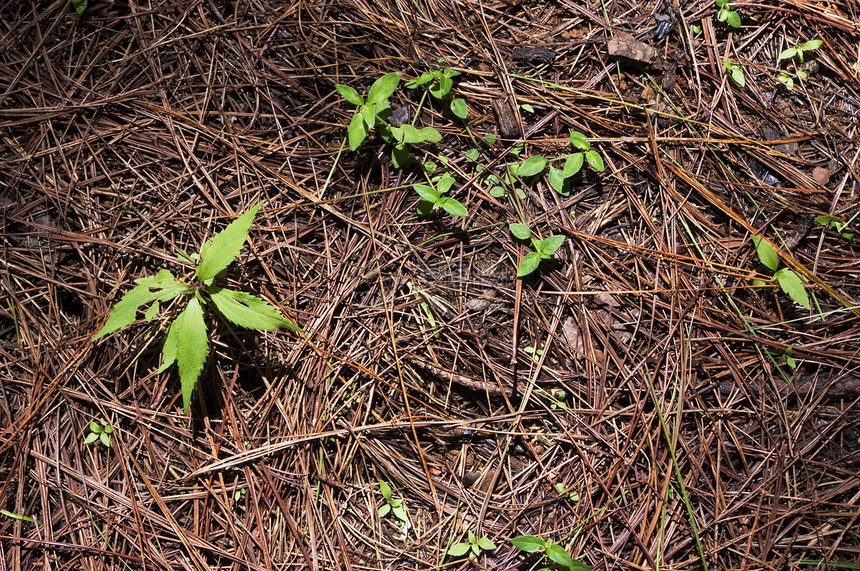 新建绿色新植物图片