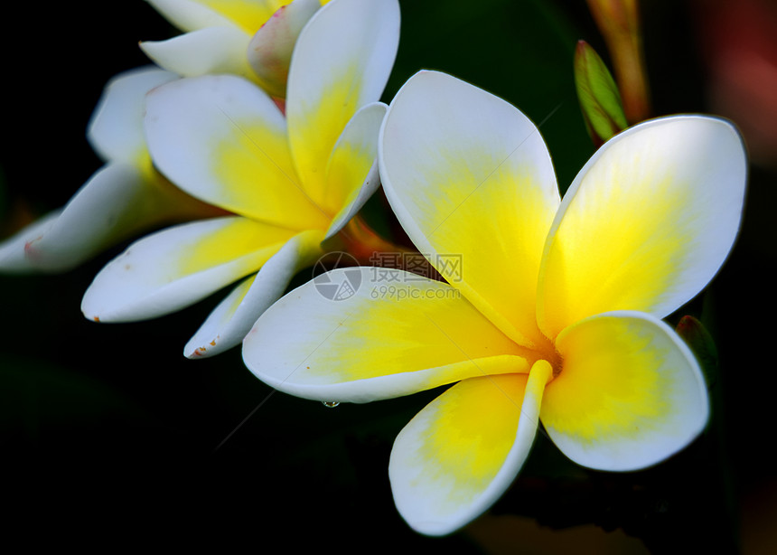 弗朗吉帕尼花朵白色黄色花园亚热带鸡蛋花温泉热带气味异国情调图片