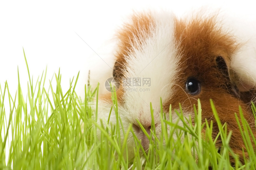 白底白皮上孤立的小白猪鼻子豚鼠野生动物仓鼠生活叶子朋友宠物耳朵头发图片