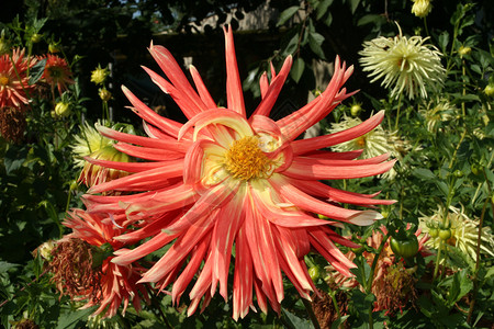 Dahlias 开花花园黄色宏观白色植物学红色橙子绿色区系植物背景图片