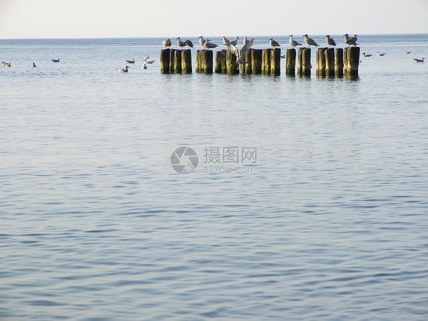 海 隔水和海鸥藻类云纹海滩波浪鸟类图片