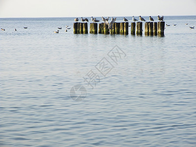海 隔水和海鸥藻类云纹海滩波浪鸟类背景图片