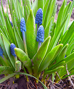 春花植物蓝色植物群花园衬套花朵植物学绿色高清图片